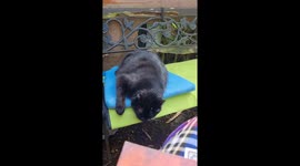 Pigeon visits the cat almost every day to say Howdy doo