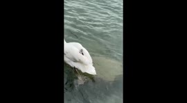 Adorable swan carries baby swan on its back in Lake Thun, Switzerland