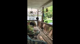 Mama Bear and Cubs Visit Front Porch
