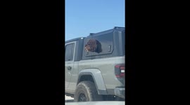 Curly-Coated Dog Enjoys Windy Freeway Ride