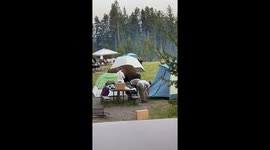 Tourists Set Up Tent Way Too Close to Bison