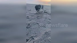 Playful Battle Between Dog Molly And Crab Captured On Pawleys Island Beach