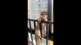 Cat gently falls onto another cat from window railings in Henan, China