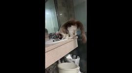 Startled cat falls into bathroom sink in Hebei, China