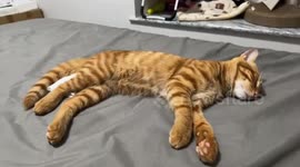 Kitten twitches in its sleep while dreaming in Chongqing, China