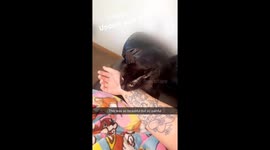 Mama Cat Drags Owner Upstairs