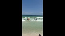 Shark Spotted in Florida Catching Pelican