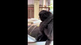 Monkey looks sad while being scolded by his owner