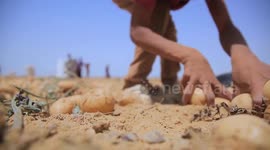 Egypt: Egypt stresses agricultural cooperation with BRICS countries ahead of Rio summit