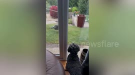 Peacock terrorizes town with 5am mating calls and destroyed veg