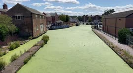 Canal system turns into a bright green swamp after duckweed explosion