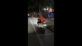 Dog Takes a Ride