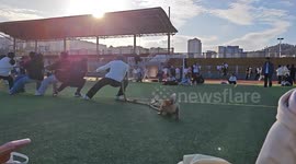The Little Dog Helping with Tug-of-War