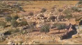 Settlers’ Sheep Graze on Palestinian Land in Masafer Yatta
