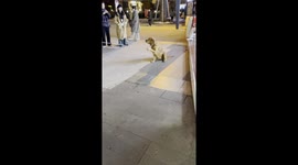 Golden Retriever Refuses to Leave the Ice Cream Shop