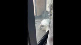 Cat Rolls on Balcony Floor