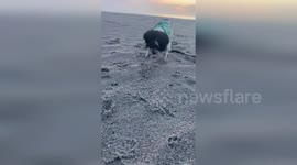 Pet dog faces off with a crab on beach walk in South Carolina