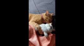 Tabby cat cuddles up with a feline doll for company