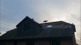 Peacock terrorizes town with 5am mating calls and destroyed veg