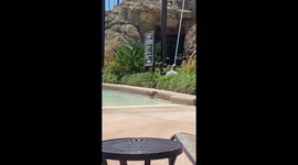 No Humans Allowed? One Duck Seizes the Disney Pool for Himself