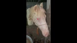 Strange horse with white fur and red eyes