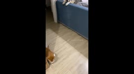 Unusual behavior: Cat becomes aggressive and chases girl after she teases him