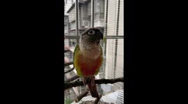 Talking Parrot