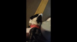 Dog Singer