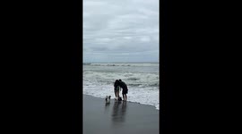 Wave Comes By Surprise and Washes Dogs to Shore