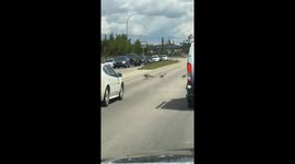 Cute Canadian geese walk across the street and the traffic lets them cross