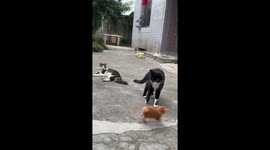 Cow-Patterned Cat Attacks Orange Cat