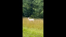 Rare Albino Deer Spotted Roaming Peacefully in Southern Indiana