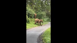 Elephant Charges Towards Bikers