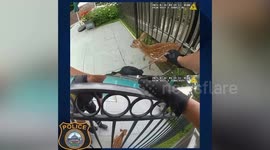 Larchmont Officers Rescue Trapped Fawn, Reunite With Mother
