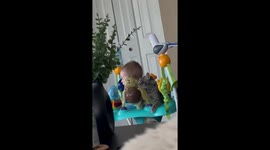 Cat Joins Baby on the Bouncer