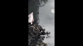 Rescuing a Puppy in a River