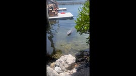 Dolphins by the Dock