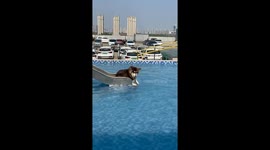 Alaskan Malamute Slides into Water