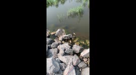 Fisher Reels In Fighting Snakes