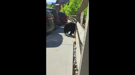 Hungry Bear Crawls Into Jeep