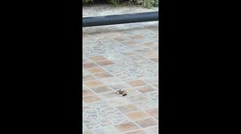 While walking near my home in rural Spain, I witnessed a spider wasp dragging a large spider across the ground. I had never seen this before and managed to film it clearly with my phone. It shows the wasp using its powerful legs to pull the paralyzed spid