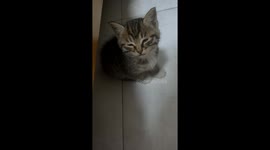Sleepy Kitten Dozes Off