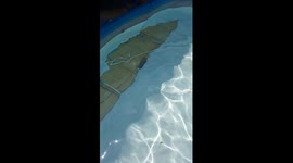 Home Alone and the Pool Breaks