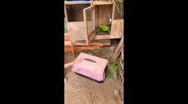 Little boy found hiding in cat carrier in Kalianda, Lampung, Indonesia