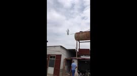 Pigeon performs mid-air flip before landing in Sumqayit, Azerbaijan