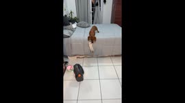 Dachshund gently pulls kitten onto bed in San Miguel de Tucumán, Argentina