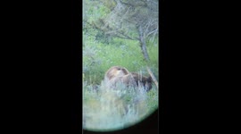 Three young grizzly bears eating a cow they recently killed.