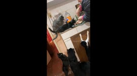Cat tries to steal chicken skin and falls during tug-of-war in Quiindy, Paraguay