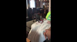Dog unwraps present all by himself on the morning of christmad