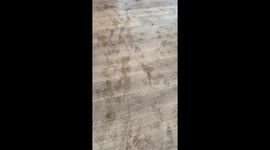 Dogs caught after muddy paw mess inside home in Altoona, Wisconsin, USA